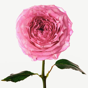 Fragrance Ingredients Image 1