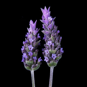 Fragrance Ingredients Image 3