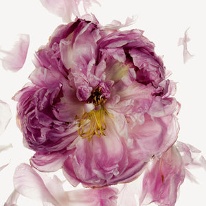 Fragrance Ingredients Image 3