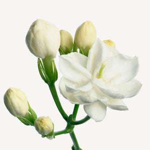 Fragrance Ingredients Image 1