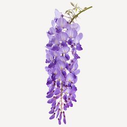 Fragrance Ingredients Image 1