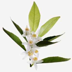 Fragrance Ingredients Image 3