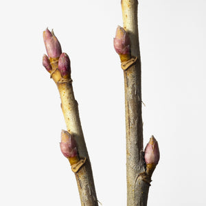 Fragrance Ingredients Image 3