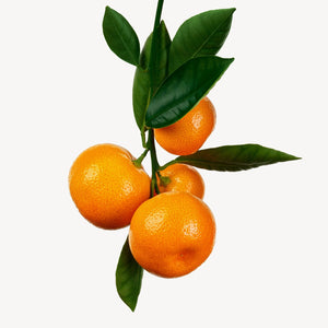 Fragrance Ingredients Image 2