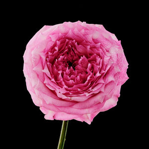 Fragrance Ingredients Image 3
