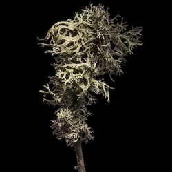 Fragrance Ingredients Image 3