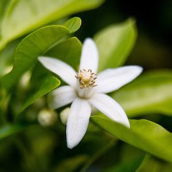 Fragrance Ingredients Image 3