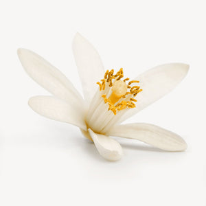 Fragrance Ingredients Image 1