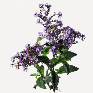 Fragrance Ingredients Image 1
