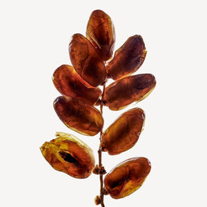Fragrance Ingredients Image 2
