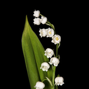 Fragrance Ingredients Image 5