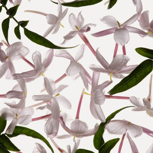 Fragrance Ingredients Image 1