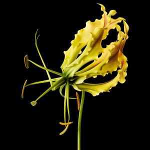 Fragrance Ingredients Image 1