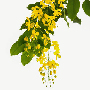 Fragrance Ingredients Image 5