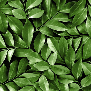 Fragrance Ingredients Image 1