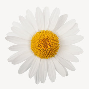 Fragrance Ingredients Image 1