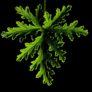 Fragrance Ingredients Image 5