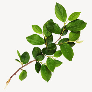 Fragrance Ingredients Image 1