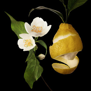 Fragrance Ingredients Image 4