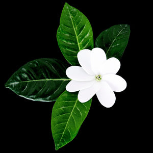 Fragrance Ingredients Image 5