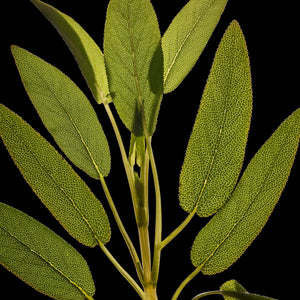 Fragrance Ingredients Image 2