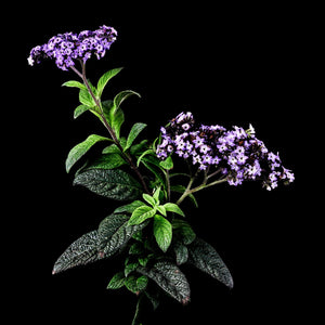 Fragrance Ingredients Image 5