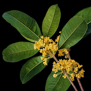 Fragrance Ingredients Image 3