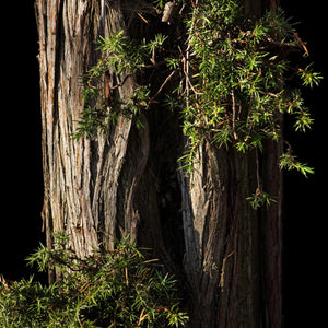 Fragrance Ingredients Image 3