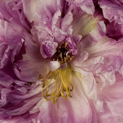 Fragrance Ingredients Image 4