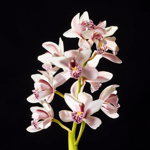 Fragrance Ingredients Image 1