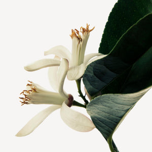 Fragrance Ingredients Image 2