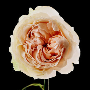 Fragrance Ingredients Image 2