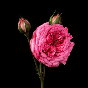 Fragrance Ingredients Image 1