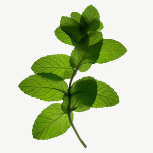 Fragrance Ingredients Image 4