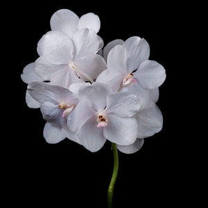 Fragrance Ingredients Image 1