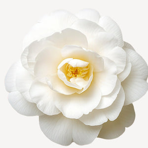 Fragrance Ingredients Image 5