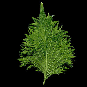 Fragrance Ingredients Image 4