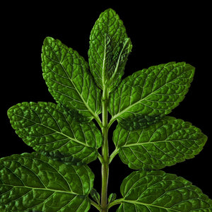 Fragrance Ingredients Image 3